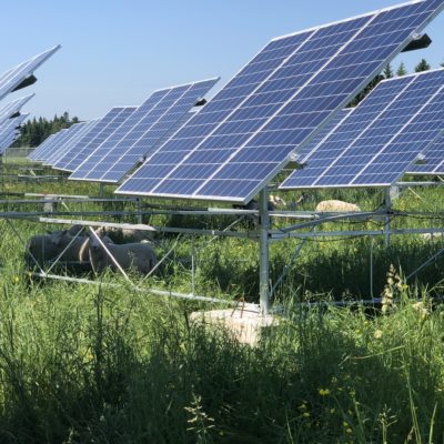 A field of solar panels